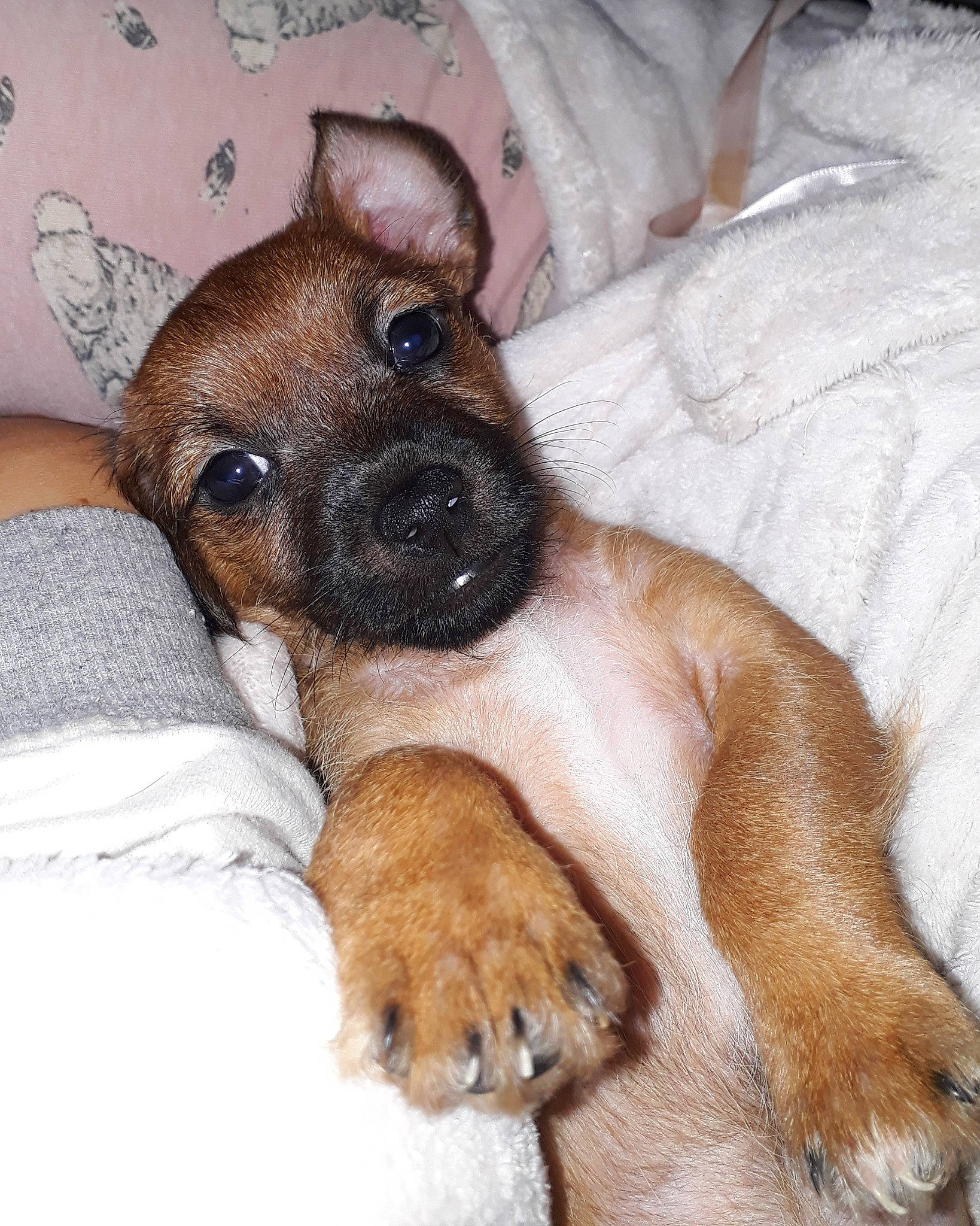 Polly is registered to the contest to win money with this photo: border_terrier, canidae, carnivore, companion_dog, dog, dog_breed, ear, fawn, mammal, puppy, puppy_love, rare_breed_dog, snout, vertebrate