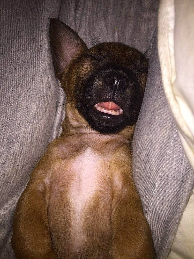 Polly joined the competition — help win amazing prizes! canidae, carnivore, chihuahua, companion_dog, dog, dog_breed, ear, fawn, mammal, puppy, snout, toy_dog, vertebrate