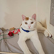 Biscuit joined the competition — help win amazing prizes! cat, white_cat, orange_patches, pet, animal, blue_collar, golden_eyes, long_whiskers, pointed_ears, lying_down, relaxed, bed, bedroom, indoor, toy_mouse, plush_toy, bamboo_stick, blanket, portrait, close_up