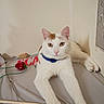 cat, white_cat, orange_patches, pet, animal, blue_collar, golden_eyes, long_whiskers, pointed_ears, lying_down, relaxed, bed, bedroom, indoor, toy_mouse, plush_toy, bamboo_stick, blanket, portrait, close_up