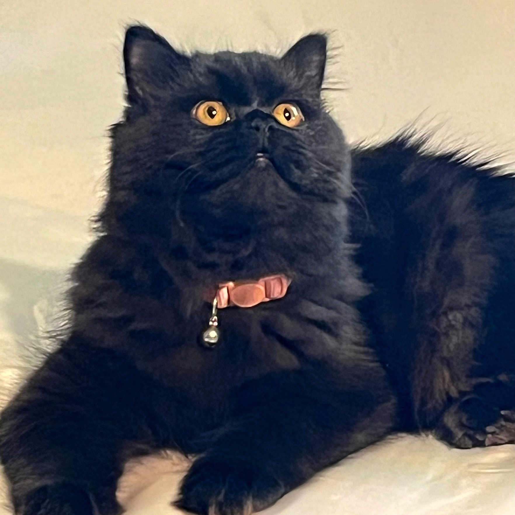 Pepper