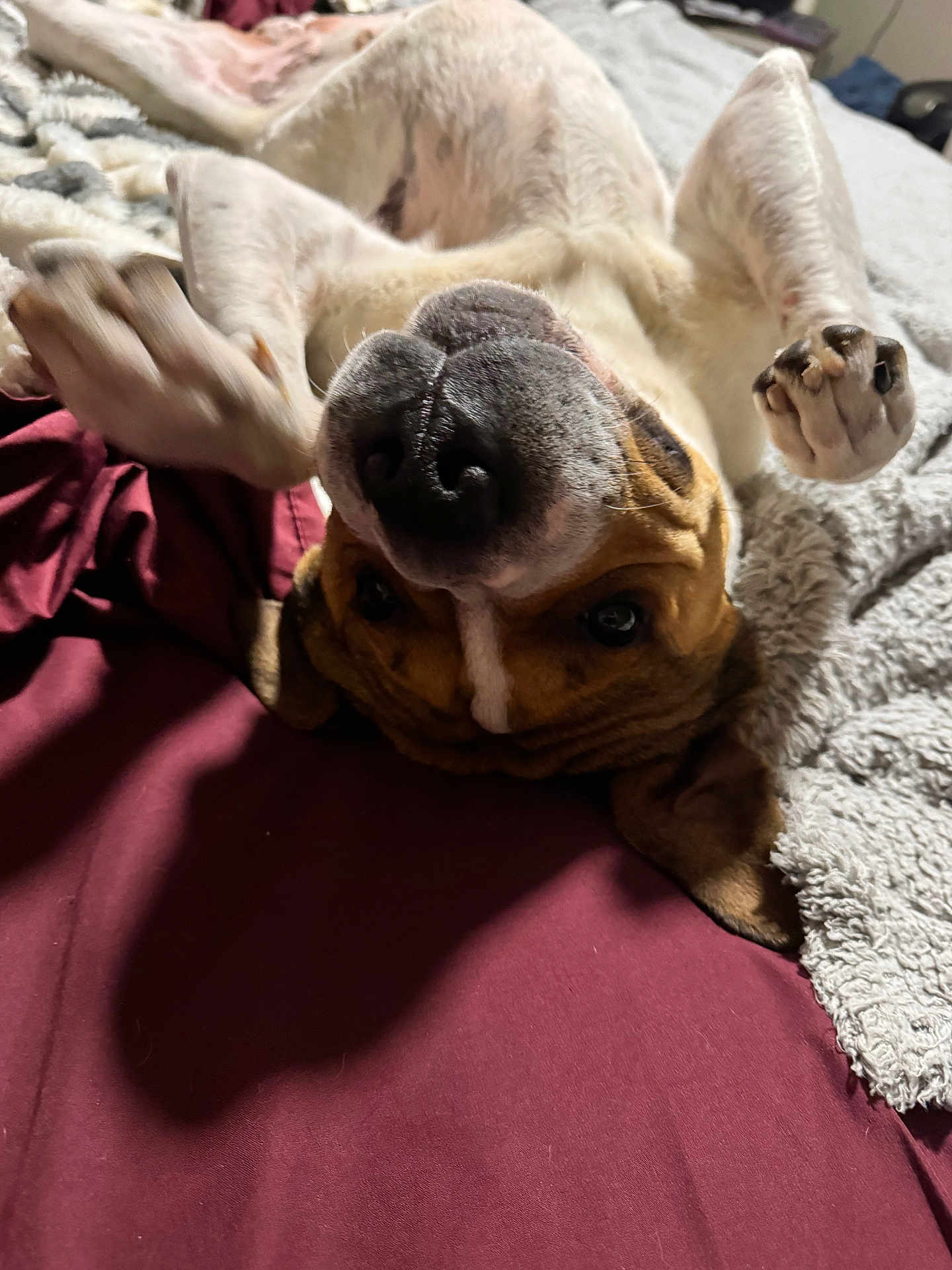 Mo joined the competition — help win amazing prizes! dog, puppy, upside_down, snout, nose, paws, bed, blanket, fur, closeup, portrait, cozy, sleeping, playful, indoor, bedding, brown_white_markings, short_hair, whiskers, paw_pads