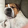 Mo is registered to the contest to win money with this photo: dog, bulldog, sleeping_dog, close_up, snout, nose, pillow, couch, paw, white_fur, brown_fur, relaxed, cozy, indoor, sleepy, portrait, whiskers, muzzle, pet, fur_spot