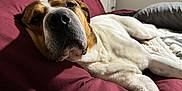 Mo is registered to the contest to win money with this photo: dog, pet, bed, pillow, blanket, snout, nose, face, closeup, indoor, bedroom, resting, lounging, white_coat, brown_markings, large_breed, sleepy, comfort, headboard, furniture