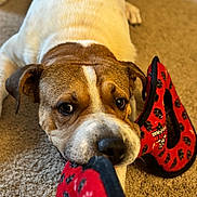 Mo joined the competition — help win amazing prizes! animal, bite, brown, carpet, closeup, cute, dog, ears, expression, fur, indoor, paw_prints, pet, playing, red, slipper, snout, toy, tug_of_war, white