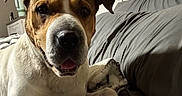 Mo is registered to the contest to win money with this photo: bed, bedroom, blanket, brown_markings, close_up, cozy, dog, domestic_animal, ear, furniture, headboard, indoor, muzzle, paw, pet, pillow, portrait, relaxed, tongue, white_coat