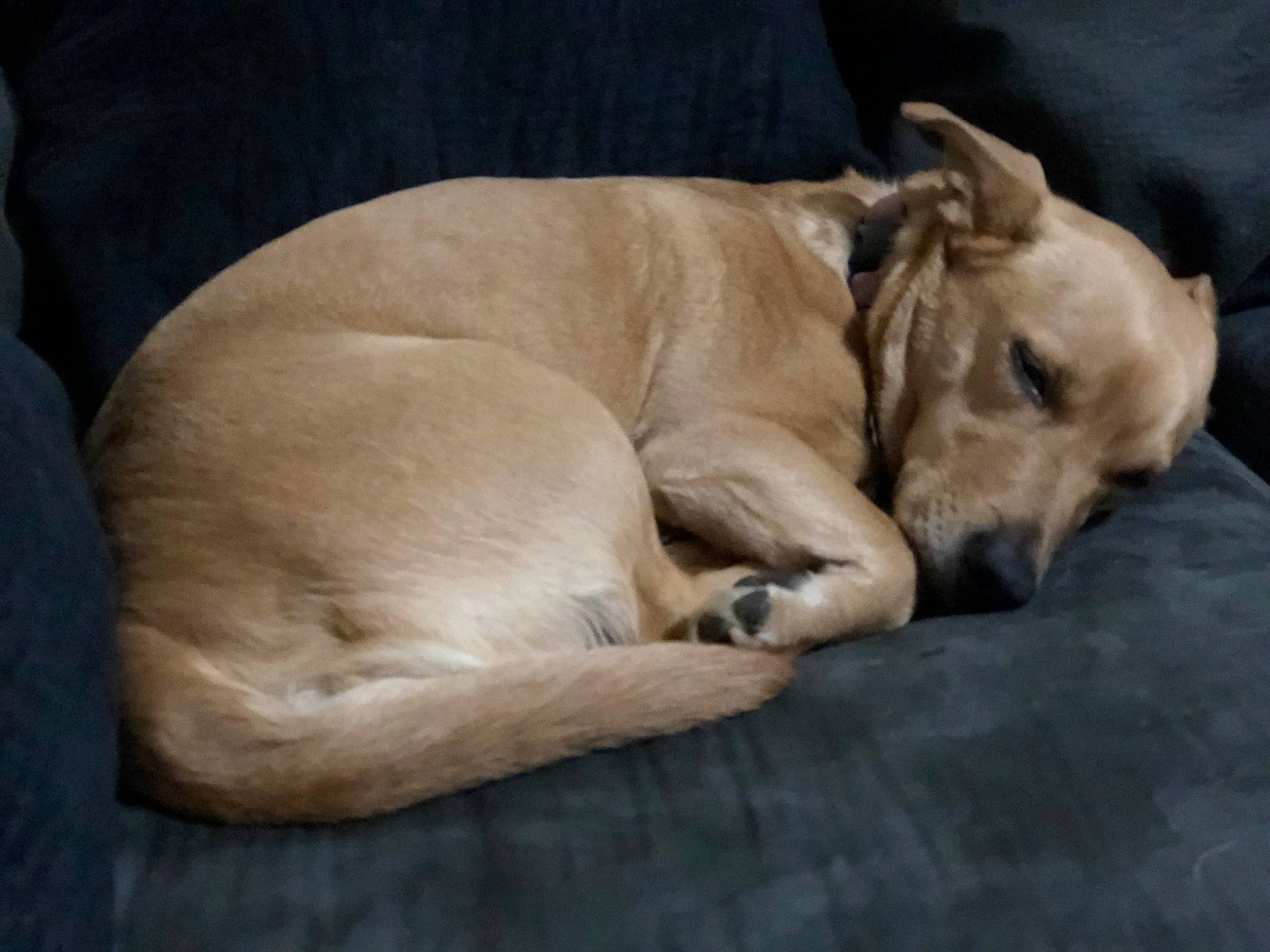 Gabby joined the competition — help win amazing prizes! bored, canidae, carnivore, comfort, companion_dog, dog, dog_breed, dog_supply, fawn, guard_dog, hardwood, non_sporting_group, paw, pet_supply, snout, sporting_group, tail, terrestrial_animal, wood, working_animal