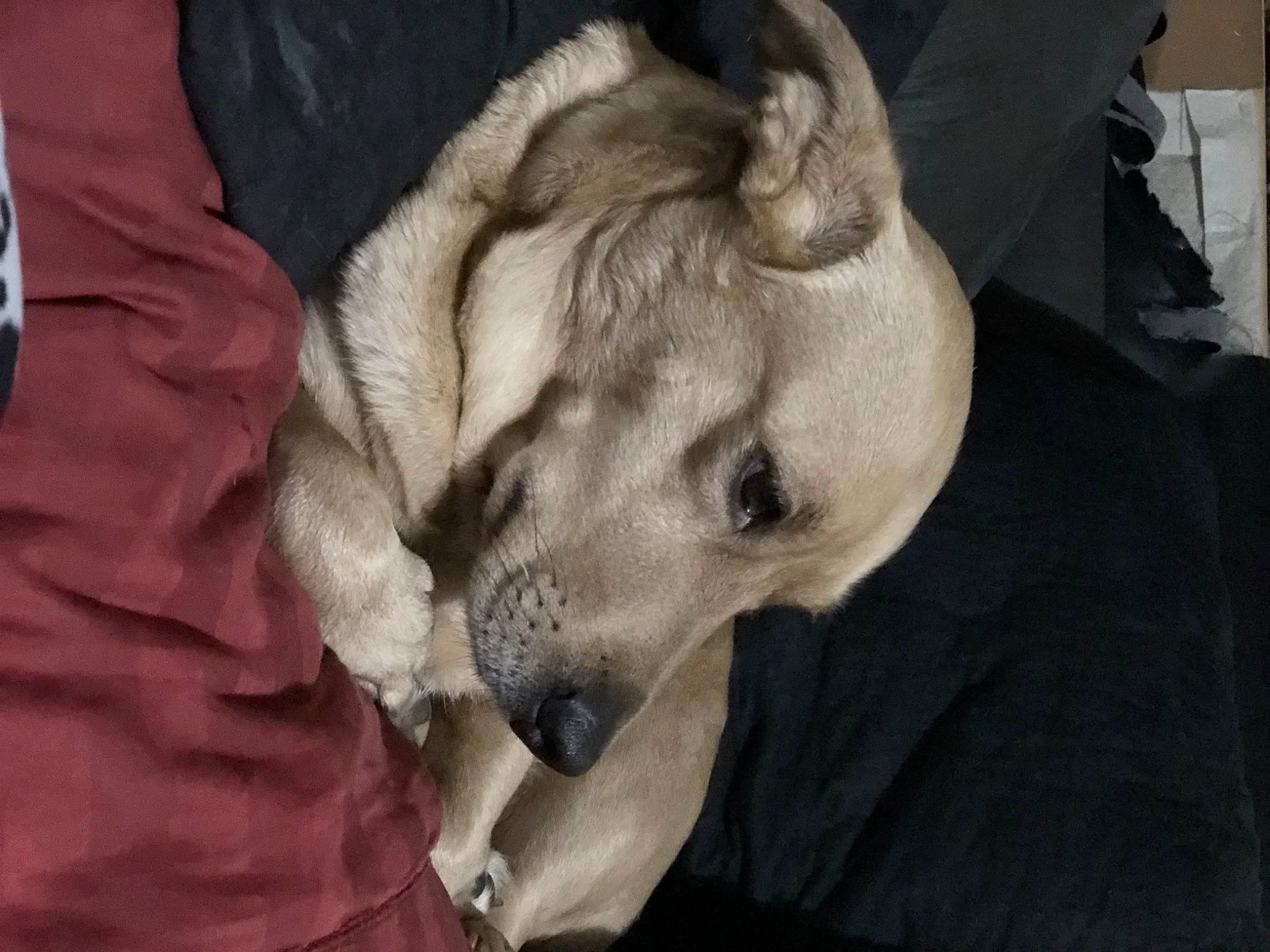 Gabby is registered to the contest to win money with this photo: canidae, carnivore, comfort, companion_dog, dog, dog_breed, fang, fawn, fur, grey, guard_dog, nap, non_sporting_group, retriever, snout, sporting_group, terrestrial_animal, whiskers, working_animal, wrinkle