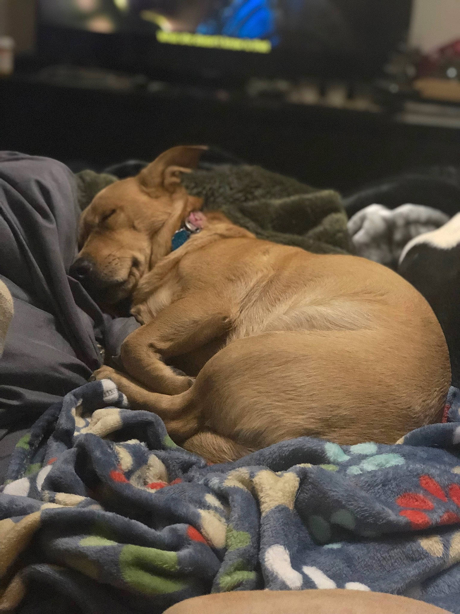 Gabby is registered to the contest to win money with this photo: carnivore, comfort, companion_dog, dog, dog_breed, fawn, felidae, flesh, fur, guard_dog, livestock, nap, sleep, snout, street_dog, terrestrial_animal, whiskers, wildlife, working_animal, wrinkle