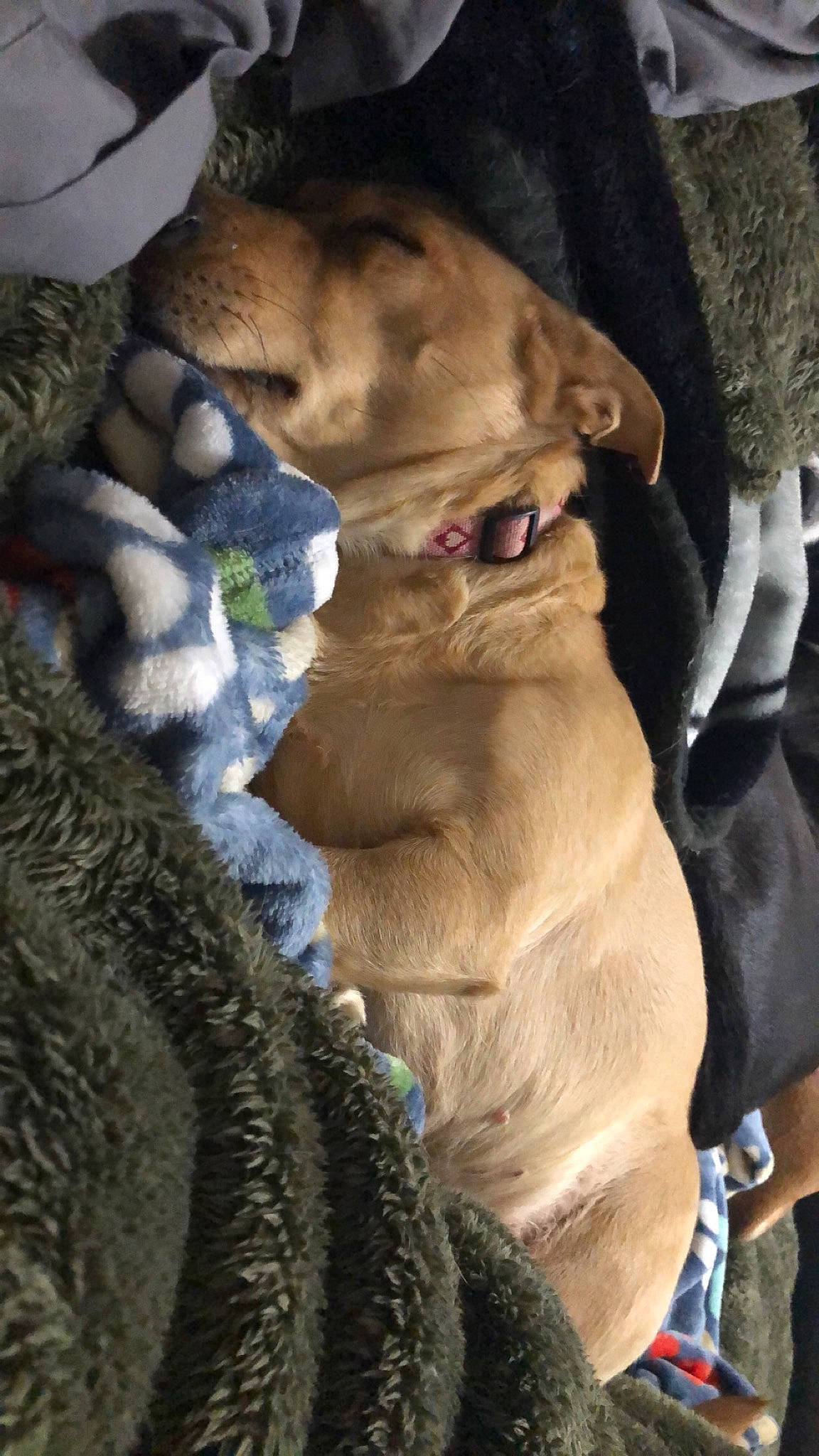 Gabby joined the competition — help win amazing prizes! canidae, carnivore, collar, companion_dog, dog, dog_breed, dog_collar, electric_blue, fawn, fur, leash, liver, mammal, pet_supply, smile, snout, sporting_group, whiskers, working_animal, wrinkle