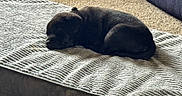 Yami is registered to the contest to win money with this photo: puppy, dog, sleeping, bed, carpet, indoor, pet, cozy, black_dog, resting, cute, animal, floor, texture, blanket, home, soft, small, young, nap