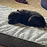animal, bed, black_dog, blanket, carpet, cozy, cute, dog, floor, home, indoor, nap, pet, puppy, resting, sleeping, small, soft, texture, young
