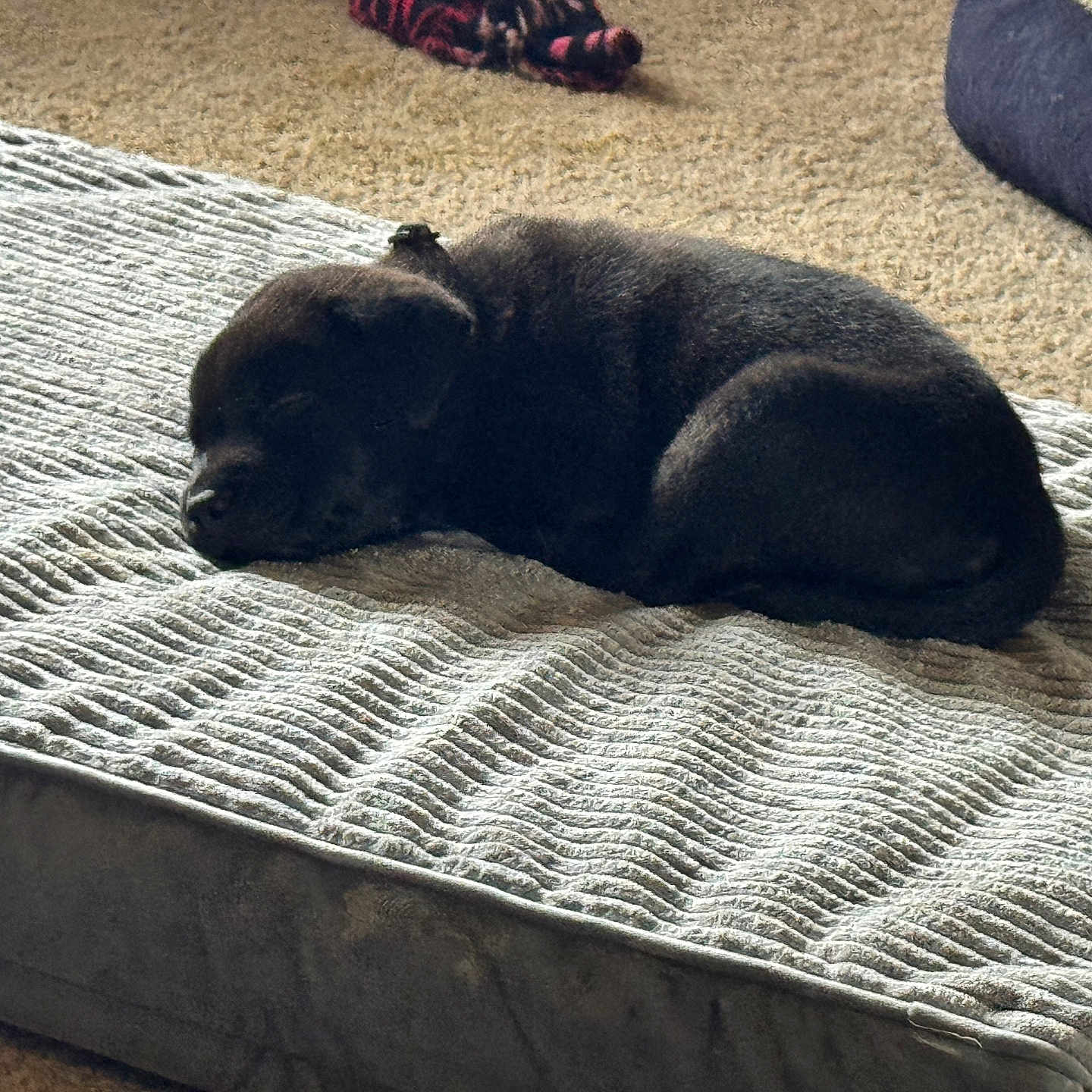 Yami is registered to the contest to win money with this photo: puppy, dog, sleeping, bed, carpet, indoor, pet, cozy, black_dog, resting, cute, animal, floor, texture, blanket, home, soft, small, young, nap