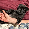 Yami is registered to the contest to win money with this photo: puppy, black_dog, pet, animal, bed, blanket, human_arm, paw, cozy, resting, cute, indoor, sleepy, fur, claws, maroon_blanket, patterned_bedspread, relaxed, companion, friendship