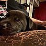 animal, arm, black_puppy, brown_surface, casual_clothing, close_up, cozy, cute, dim_lighting, dog, home, indoor, necklace, person, pet, red_nails, relaxation, sleeping, textured, warm_tones