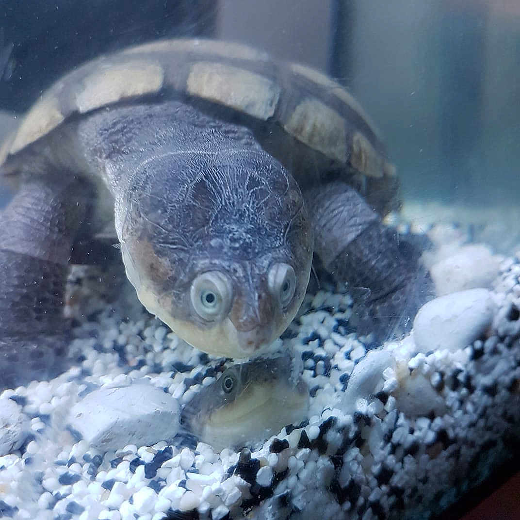 Saint Valentin Et Noel