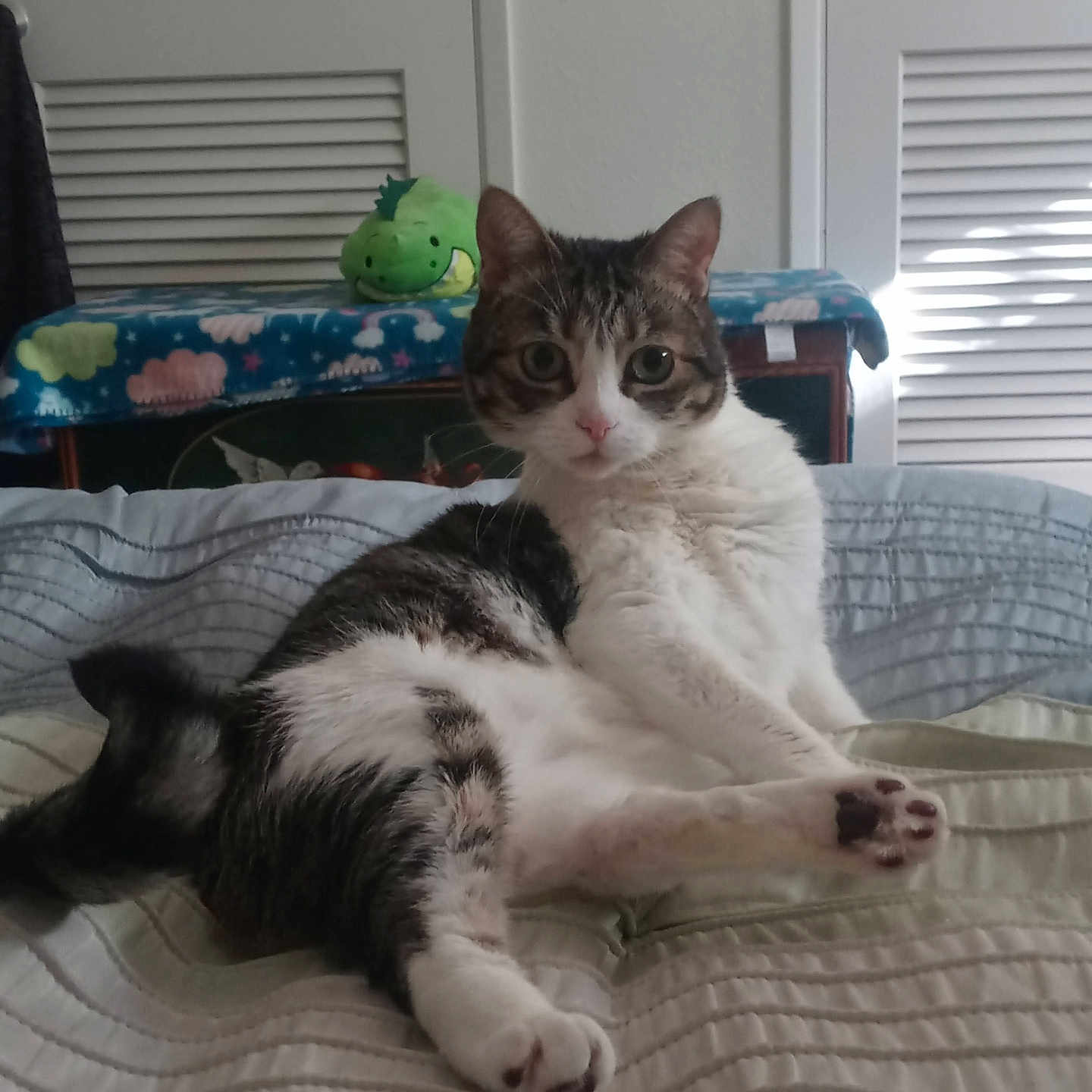 Savori joined the competition — help win amazing prizes! abyssinian, animal, architecture, bed, bedroom, canine, cat, couch, cushion, dog, furniture, homedecor, indoors, kitten, linen, manx, pet, quilt, room, toy