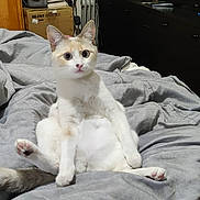 Sakura participe au concours pour gagner de l'argent avec cette photo : cat, bed, blanket, furniture, wardrobe, dresser, floor, wooden_floor, indoor, pet, animal, curious, sitting, gray_blanket, pink_sheet, tail, ears, wide_eyes, looking_at_camera, room