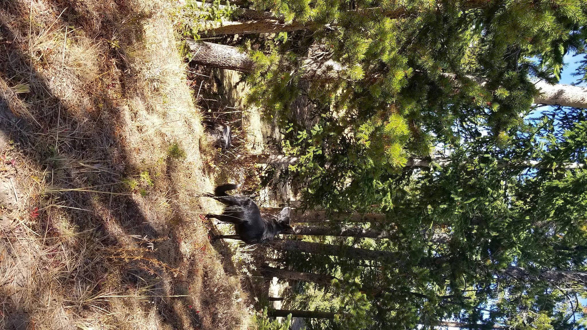 Luna Lou is registered to the contest to win money with this photo: branch, forest, jungle, nature_reserve, old_growth_forest, organism, outcrop, plant, rainforest, rock, state_park, tree, trunk, valdivian_temperate_rain_forest, woody_plant