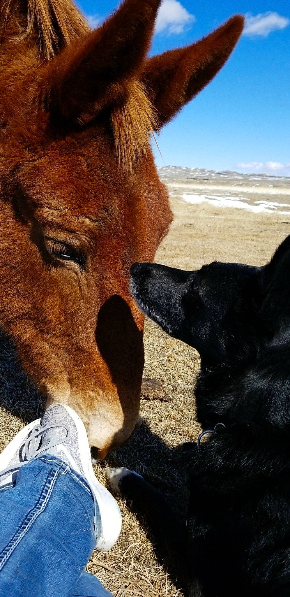 Luna Lou joined the competition — help win amazing prizes! burro, calf, horse, landscape, livestock, mane, nose, photography, ranch, sky, snout, wildlife