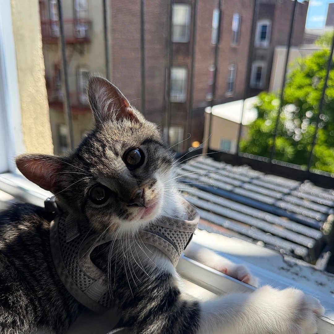 Loki is registered to the contest to win money with this photo: cat, kitten, tabby, windowsill, harness, urban, building, window, sunlight, shadow, curious, pet, indoor, animal, greenery, daylight, closeup, relaxed, whiskers, paws