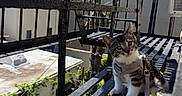 Loki is registered to the contest to win money with this photo: