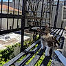 Loki is registered to the contest to win money with this photo: