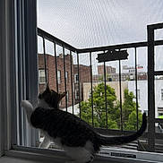 Loki is registered to the contest to win money with this photo: brick_building, cat, cityscape, curious, daylight, fire_escape, greenery, indoor, kitten, looking_out, paw, pet, railing, striped_fur, tail, urban, white_paws, window_screen, windowsill, young_cat