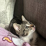 Loki is registered to the contest to win money with this photo: kitten, cat, feline, pet, curious, couch, blanket, soft, cozy, indoor, fur, whiskers, ears, eyes, resting, comfortable, close_up, domestic_animal, young, cute