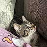 kitten, cat, feline, pet, curious, couch, blanket, soft, cozy, indoor, fur, whiskers, ears, eyes, resting, comfortable, close_up, domestic_animal, young, cute