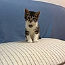 Loki is registered to the contest to win money with this photo: