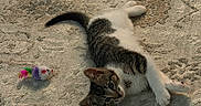 Loki is registered to the contest to win money with this photo: cat, kitten, toy_mouse, carpet, indoor, pet, playful, feline, stretching, white, brown, striped, young_animal, curious, relaxed, fur, whiskers, paw, tail, home
