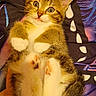 kitten, cat, tabby, cute, pet, animal, paws, fur, whiskers, eyes, bed, blanket, hand, indoor, small, young, sleepy, cozy, resting, feline