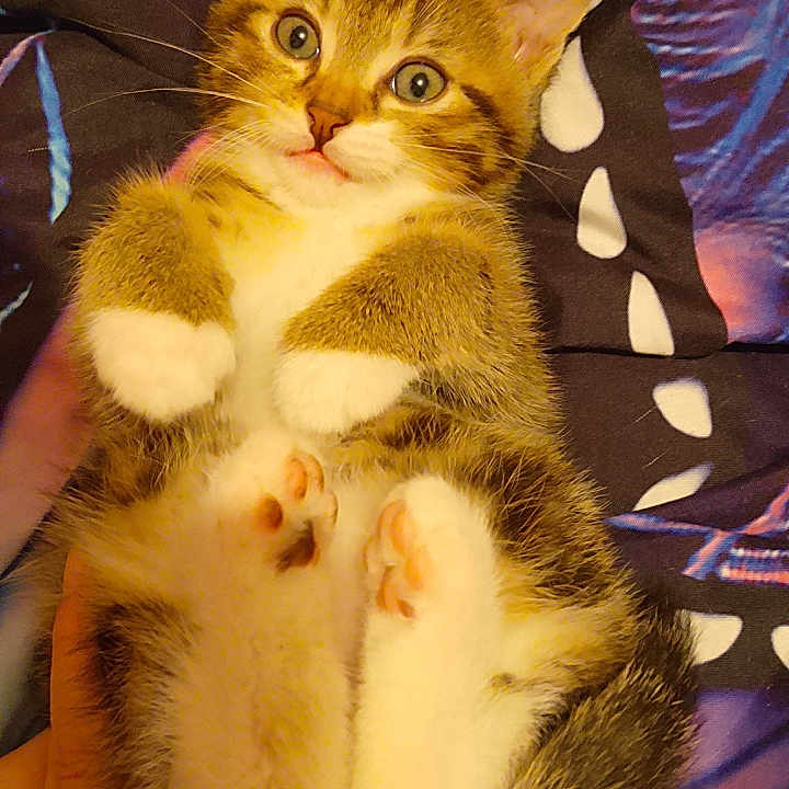Tao a rejoint le concours — aidez-le/la à gagner de superbes lots ! kitten, cat, tabby, cute, pet, animal, paws, fur, whiskers, eyes, bed, blanket, hand, indoor, small, young, sleepy, cozy, resting, feline