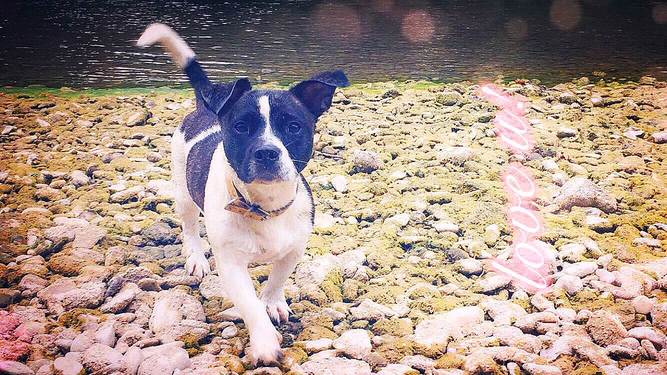 Oxy participe au concours pour gagner de l'argent avec cette photo : adventure, canidae, carnivore, collar, companion_dog, dog, dog_breed, dog_collar, grass, leash, pet_supply, plant, road_surface, shadow, soil, sporting_group, tail, water, working_animal, working_dog