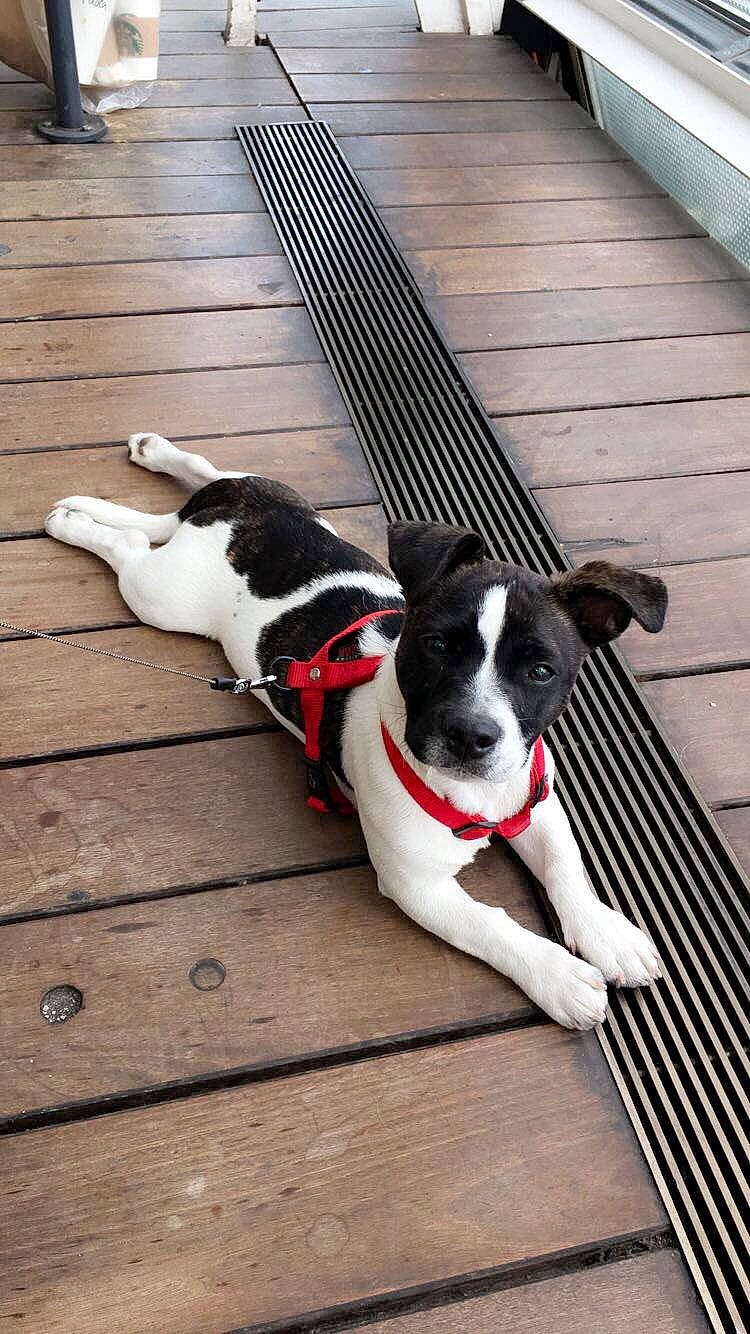 Oxy a rejoint le concours — aidez-le/la à gagner de superbes lots ! carnivore, collar, comfort, companion_dog, dog, dog_breed, dog_collar, dog_supply, fashion_accessory, fawn, flooring, hardwood, leash, pet_supply, snout, sporting_group, tail, toy_dog, wood, working_animal