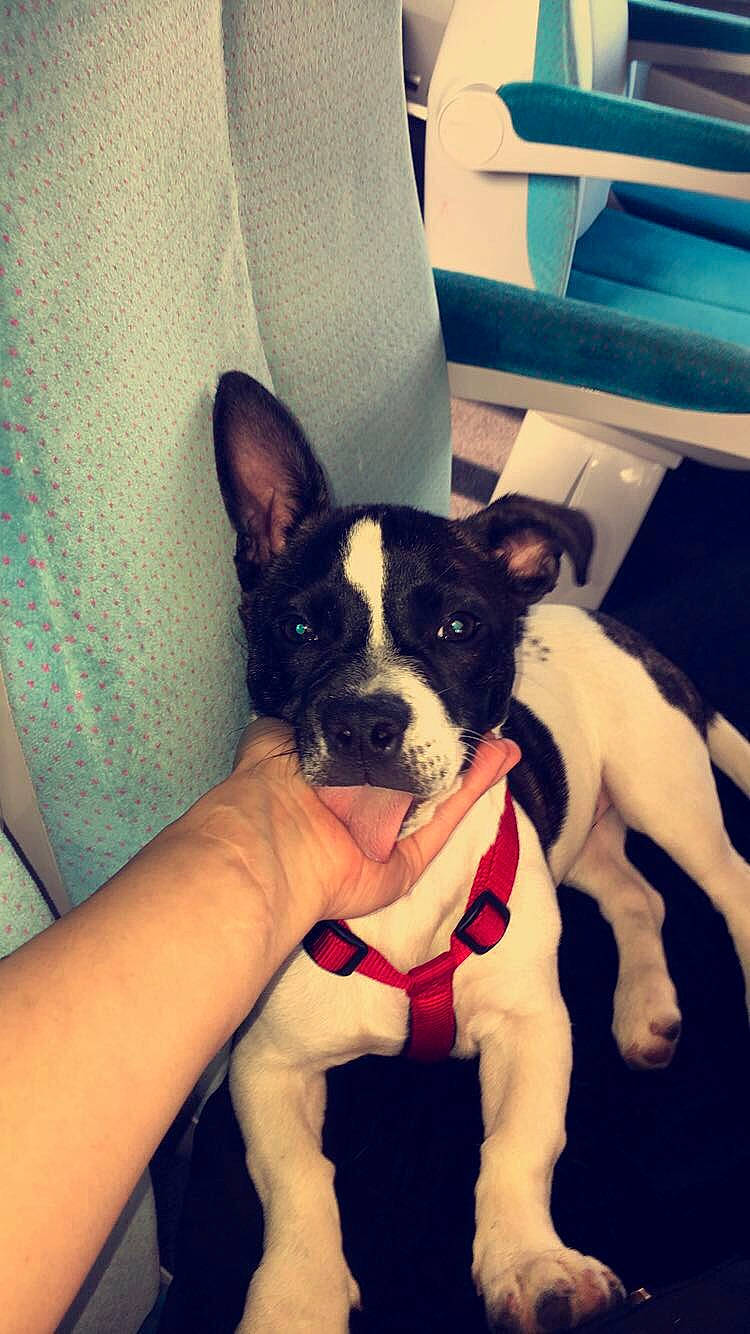 Oxy a rejoint le concours — aidez-le/la à gagner de superbes lots ! boston_terrier, canidae, carnivore, comfort, companion_dog, dog, dog_breed, ear, eye, fawn, happy, human_leg, nail, snout, sporting_group, square, toy_dog, vehicle, whiskers, working_animal