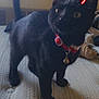 black_cat, cat, pet, indoor, collar, bell, feline, animal, standing, texture, bedspread, playful, red_collar, ears, whiskers, mischievous, neon_horns, decoration, domestic_animal, closeup