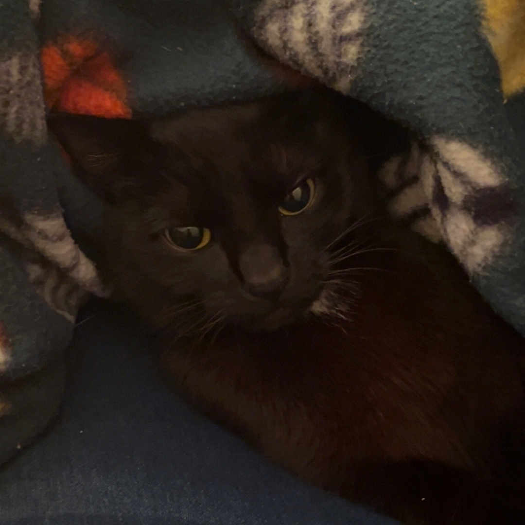 Shadow is registered to the contest to win money with this photo: animal, black_cat, blanket, cat, close_up, comfort, cozy, curious_eyes, denim, domestic, fleece, fur, home, indoor, pet, relaxing, resting, snuggled, soft_texture, warm_colors