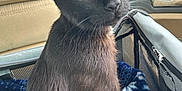 Shadow is registered to the contest to win money with this photo: black_cat, cat, pet, animal, yellow_eyes, car_interior, blanket, cozy, feline, curious, seat, window, door_handle, indoor, domestic_animal, closeup, fur, whiskers, mesh, travel