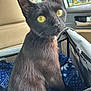 black_cat, cat, pet, animal, yellow_eyes, car_interior, blanket, cozy, feline, curious, seat, window, door_handle, indoor, domestic_animal, closeup, fur, whiskers, mesh, travel