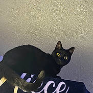 Shadow joined the competition — help win amazing prizes! black_cat, cat, pet, indoor, curious, yellow_eyes, feline, animal, looking, perched, tail, wall, ceiling, texture, closeup, domestic_cat, mammal, whiskers, alert, house