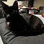 black_cat, cat, pet, indoor, furniture, cushion, table, living_room, relaxing, animal, fur, mammal, home, domestic_animal, cozy, resting, blurred, dark, background, white_patch