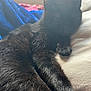 Shadow joined the competition — help win amazing prizes! cat, black_cat, sleeping, resting, feline, pet, cozy, blanket, soft, fur, paw, indoors, animal, cute, relaxing, closeup, sleep, domestic_cat, whiskers, quiet