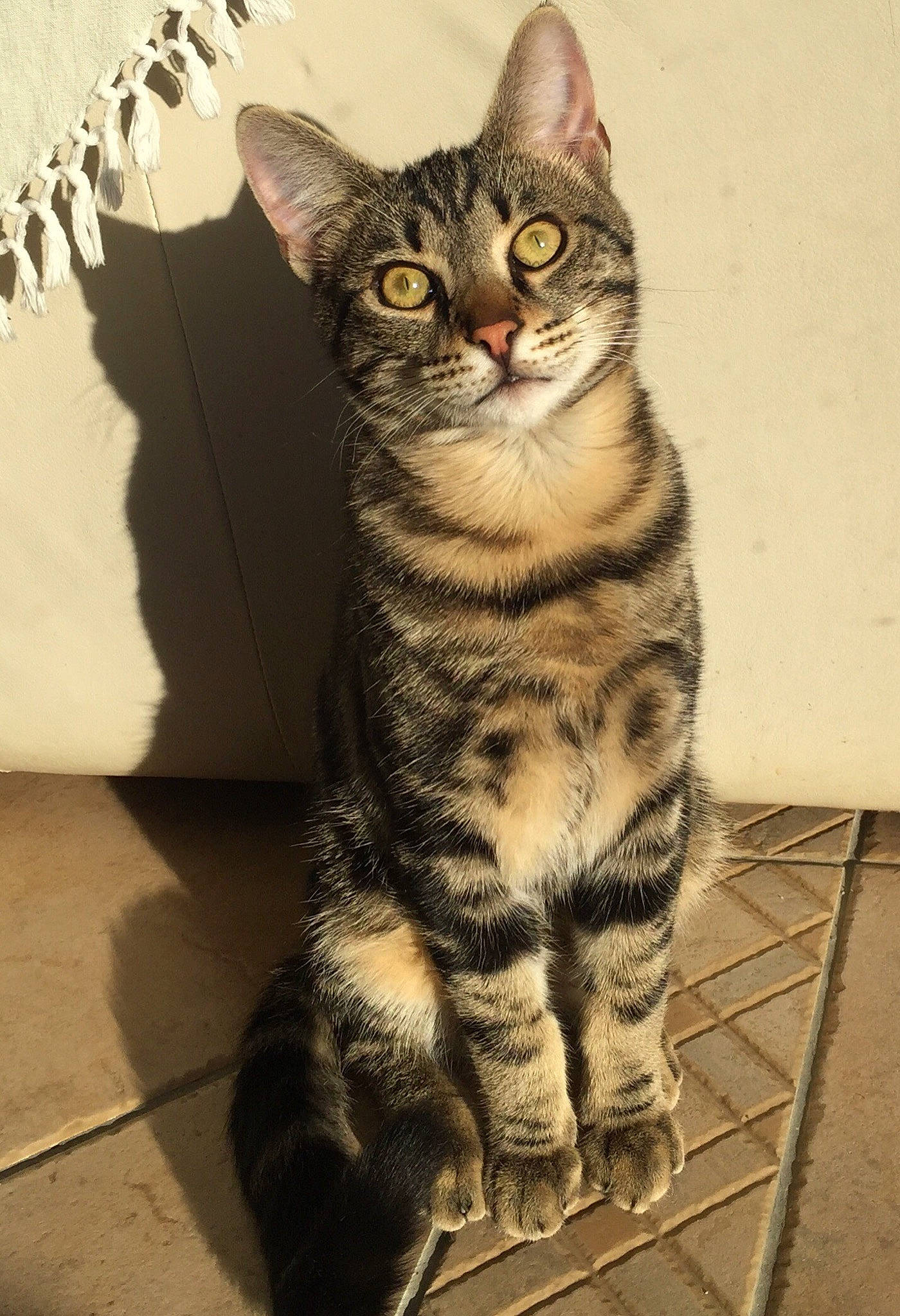 Rio a rejoint le concours — aidez-le/la à gagner de superbes lots ! art, carnivore, cat, claw, domestic_short_haired_cat, felidae, fur, painting, pattern, paw, sitting, small_to_medium_sized_cats, snout, tail, terrestrial_animal, whiskers, wildlife