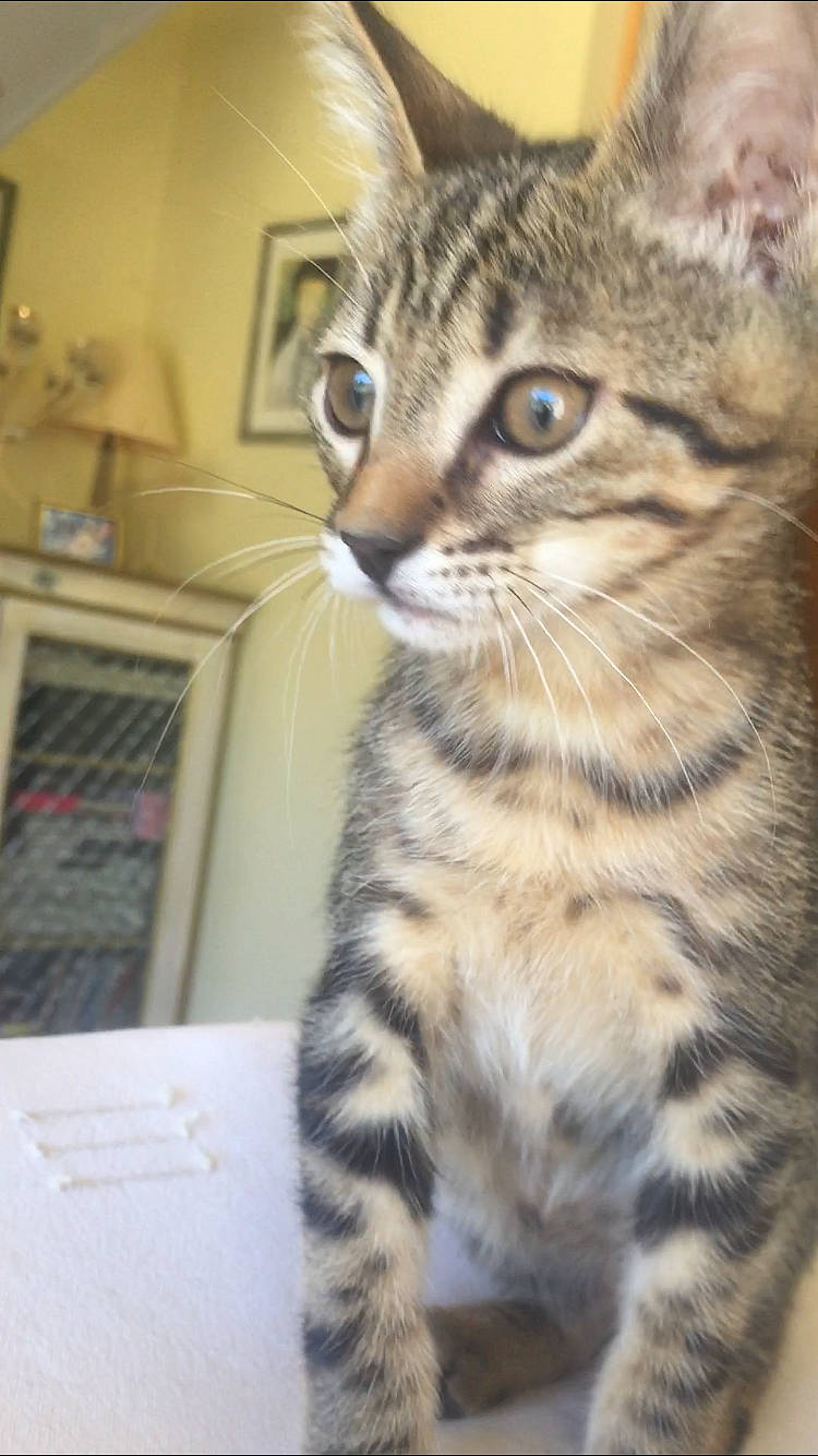 Bibou a rejoint le concours — aidez-le/la à gagner de superbes lots ! carnivore, cat, domestic_short_haired_cat, felidae, fur, head, home_appliance, kitchen_appliance, paw, sitting, small_to_medium_sized_cats, snout, tail, terrestrial_animal, whiskers, wildlife