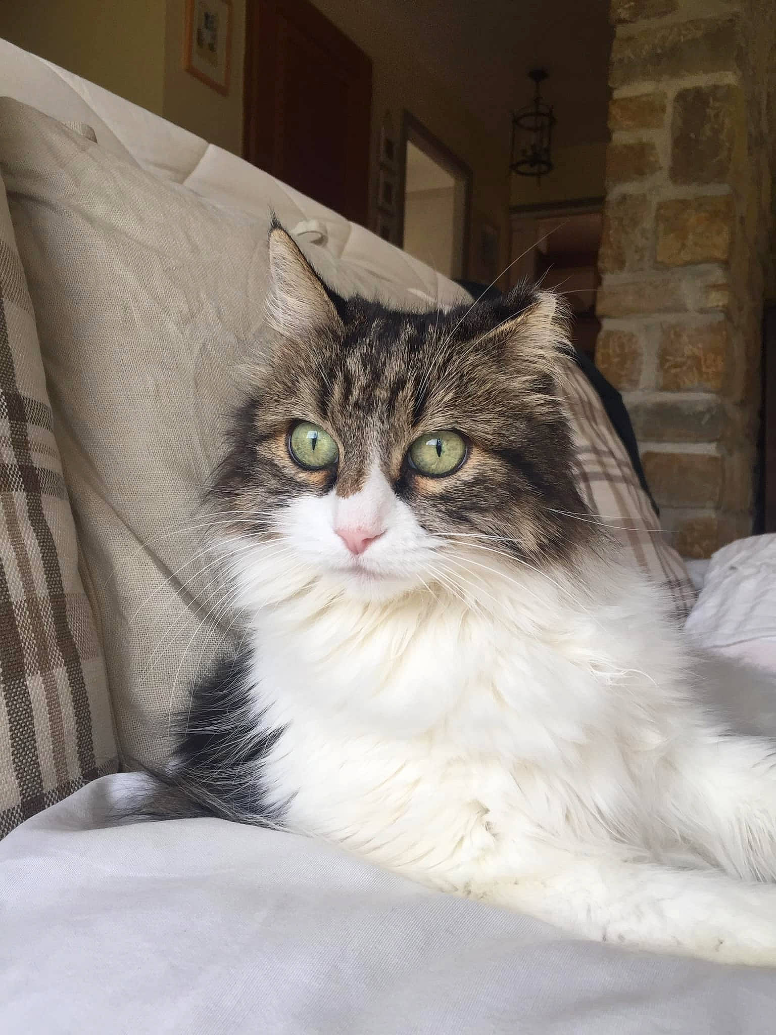 Candy a rejoint le concours — aidez-le/la à gagner de superbes lots ! british_semi_longhair, carnivore, cat, domestic_long_haired_cat, fawn, felidae, fur, iris, linens, small_to_medium_sized_cats, snout, vertebrate, whiskers