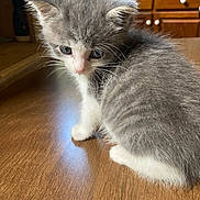 Zion is registered to the contest to win money with this photo: kitten, cat, gray_fur, white_fur, wooden_table, indoor, pet, young_animal, feline, fur, curious, small, cute, whiskers, ears, eyes, domestic_animal, household, floor, cabinet
