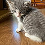 kitten, cat, gray_fur, white_fur, wooden_table, indoor, pet, young_animal, feline, fur, curious, small, cute, whiskers, ears, eyes, domestic_animal, household, floor, cabinet