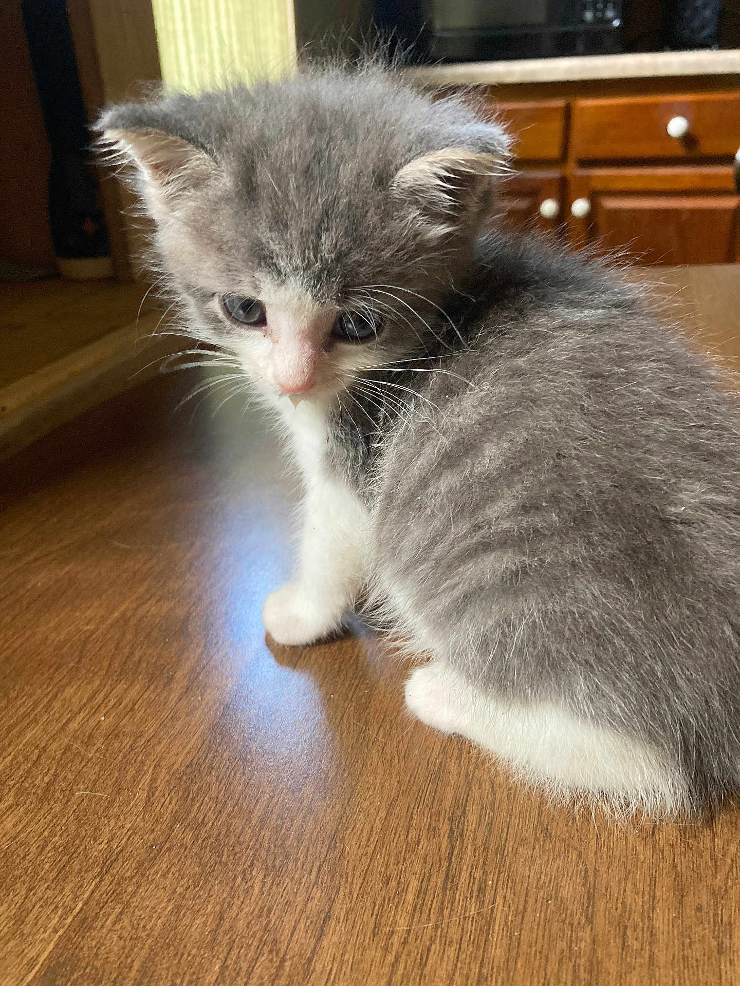 Zion is registered to the contest to win money with this photo: kitten, cat, gray_fur, white_fur, wooden_table, indoor, pet, young_animal, feline, fur, curious, small, cute, whiskers, ears, eyes, domestic_animal, household, floor, cabinet